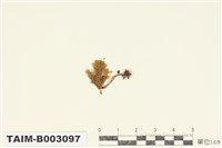 藏品(木苔屬)的圖片